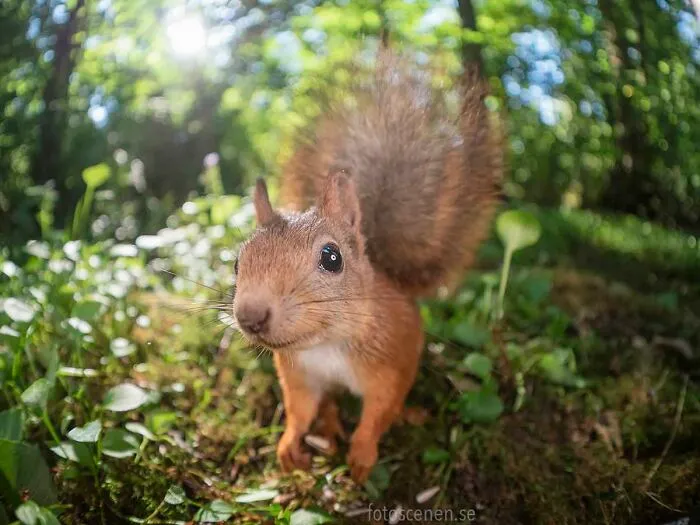 Feeling Extra Squirrely Today