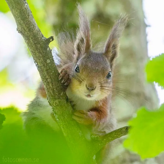 Inquisitive