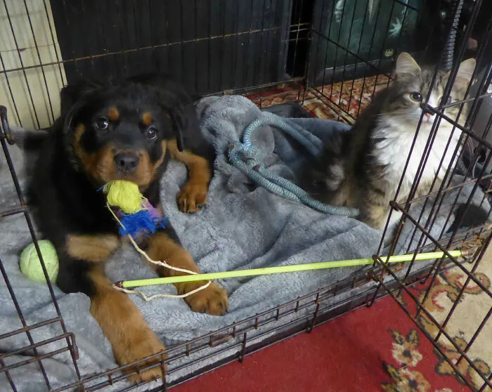 My Puppy Making Cat Friends