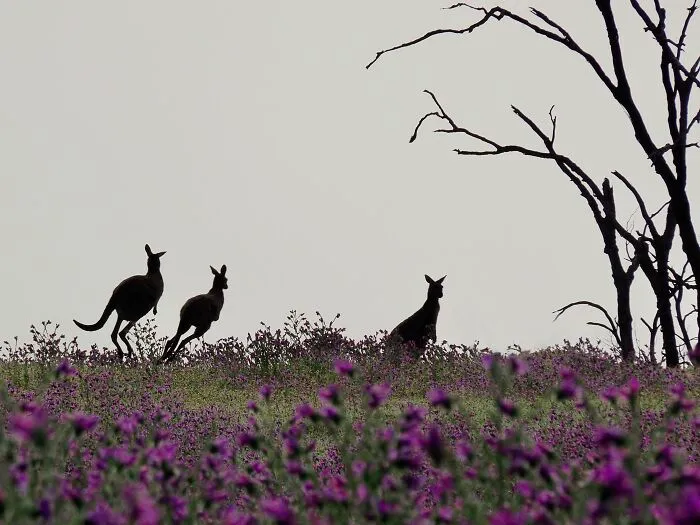Kangaroos In The Fog