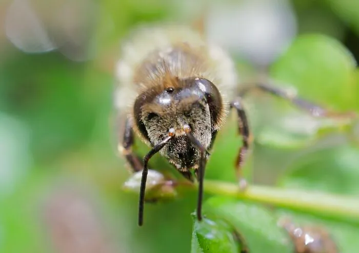 Bee, Rockingham, Western Australia