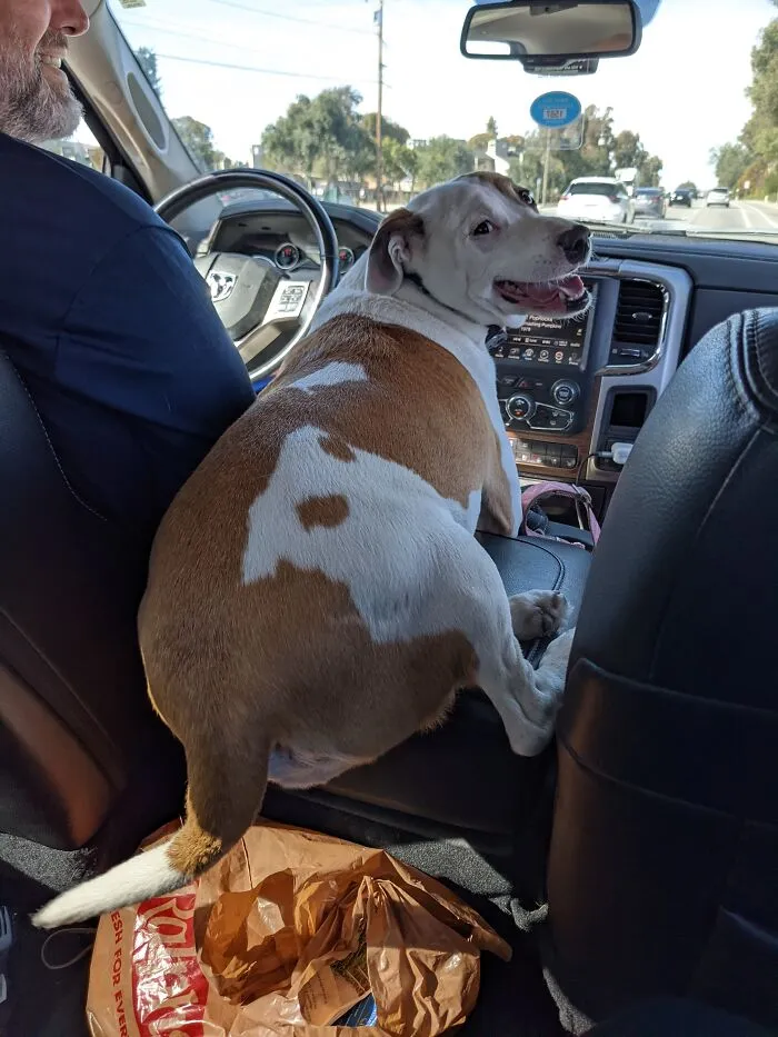  Every Puppy's Gone Surfin', Surfin' In The Car