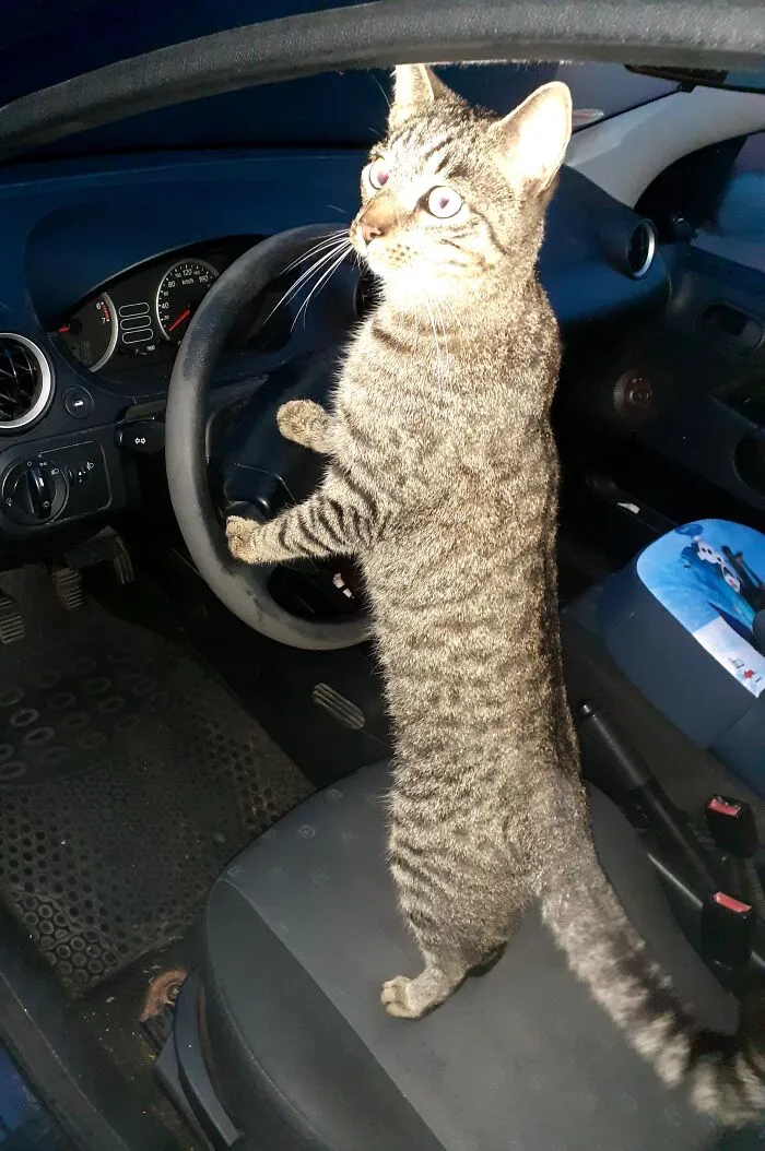 He's Very Independent And Loves Going Places.