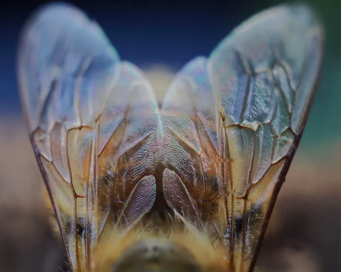 Bee Wings