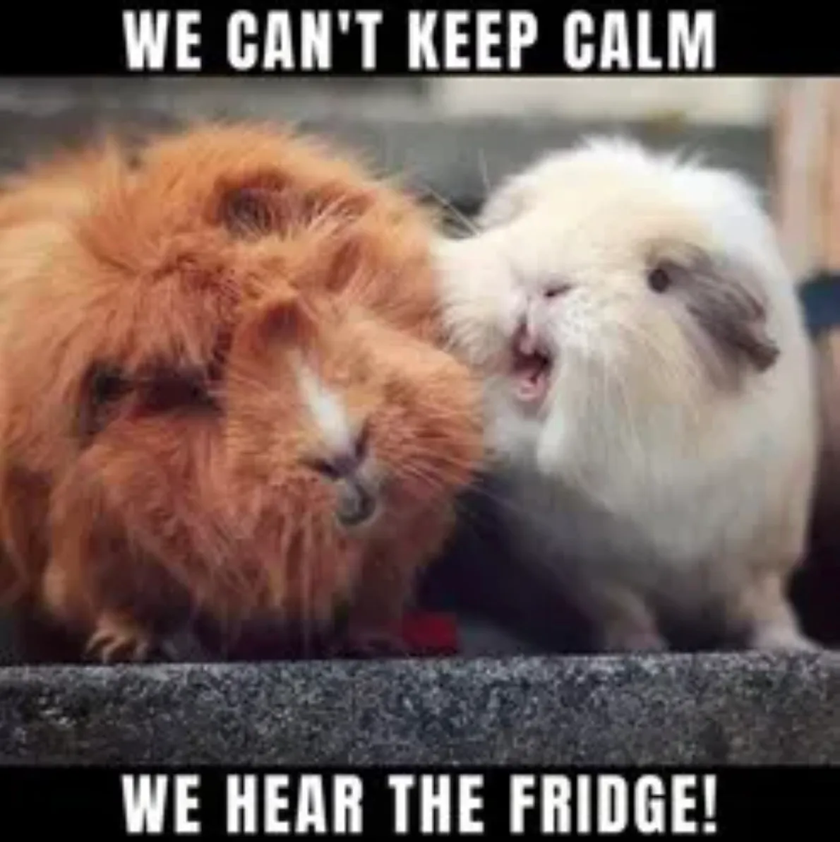 My Guinea Pig Memes