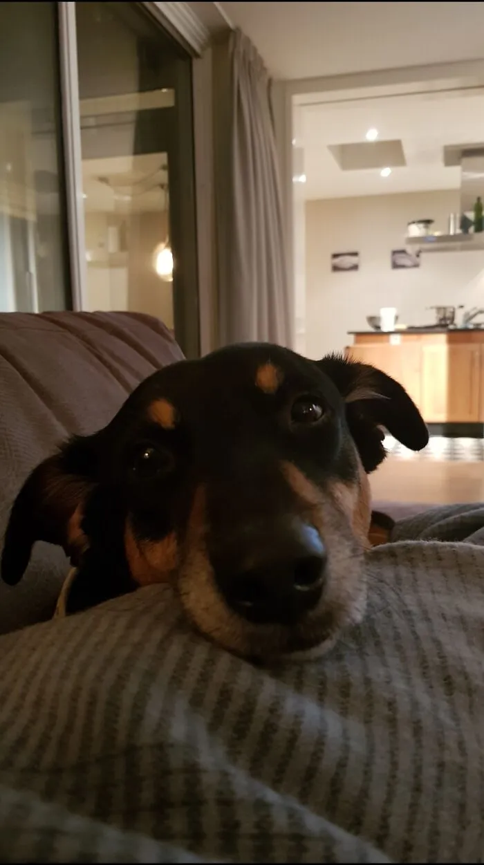 She Was So Anxious When I Adopted Her That She Would Hide Whenever Possible. This Is Her Now.