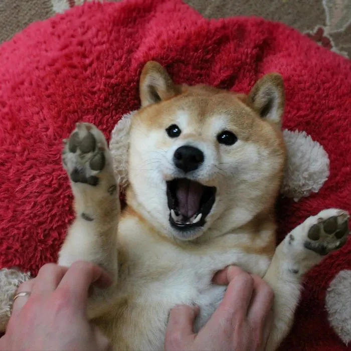 Stop Tickling Me! Stop! Stop! Stop! Stop! Stop. Stop. Stop. Stop. I Said Stop.