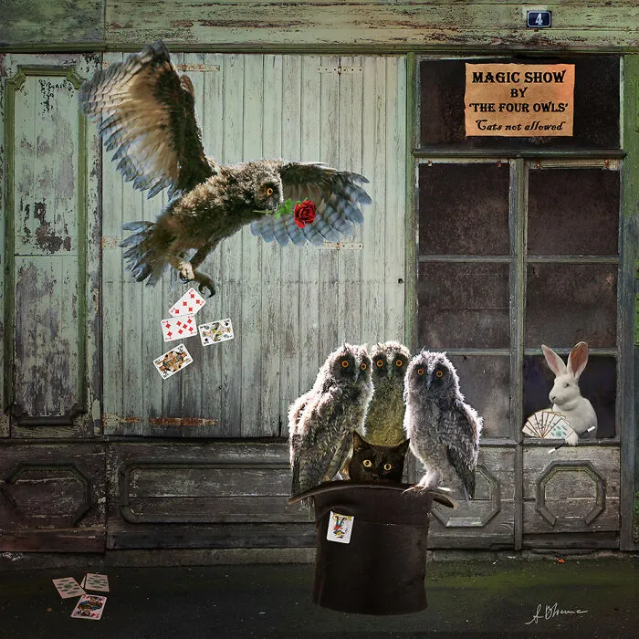 The Magic Show (No Cats Allowed)