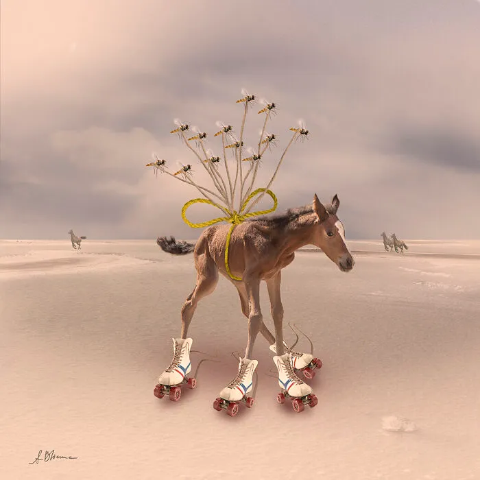 The Hoverfly Squat And The Skating Foal