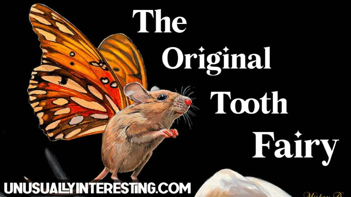 The Original Tooth Fairy Was A Mouse, A Brief History Of "Shed Tooth Rituals"
