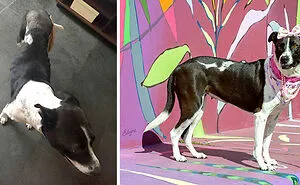Artist Captured 17 Incredible Transformations Of Neglected Animals After They Were Adopted And This Might Warm Your Heart