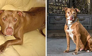 Artist Captured 17 Incredible Transformations Of Neglected Animals After They Were Adopted And This Might Warm Your Heart