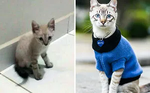 Artist Captured 17 Incredible Transformations Of Neglected Animals After They Were Adopted And This Might Warm Your Heart