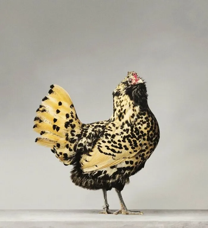 Here Are 15 Photos By This Artist That Reveal How Hens And Roosters Are Walking Pieces Of Art