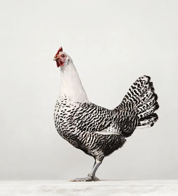 Here Are 15 Photos By This Artist That Reveal How Hens And Roosters Are Walking Pieces Of Art