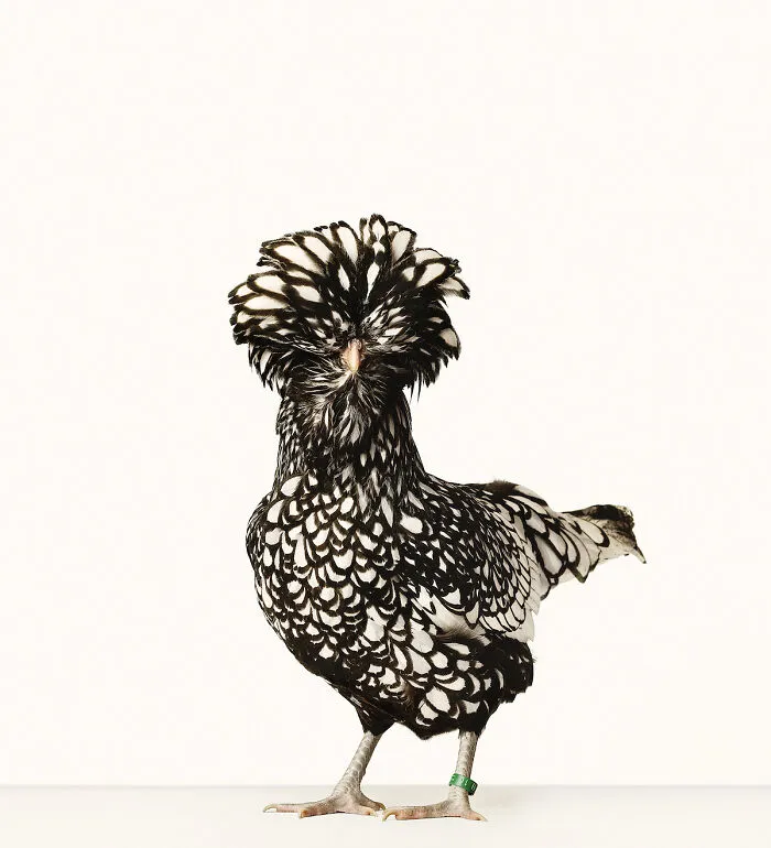 Here Are 15 Photos By This Artist That Reveal How Hens And Roosters Are Walking Pieces Of Art