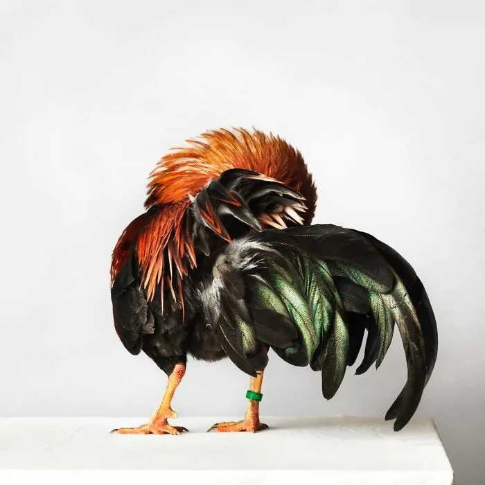 Here Are 15 Photos By This Artist That Reveal How Hens And Roosters Are Walking Pieces Of Art