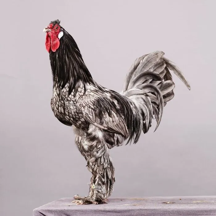 Here Are 15 Photos By This Artist That Reveal How Hens And Roosters Are Walking Pieces Of Art