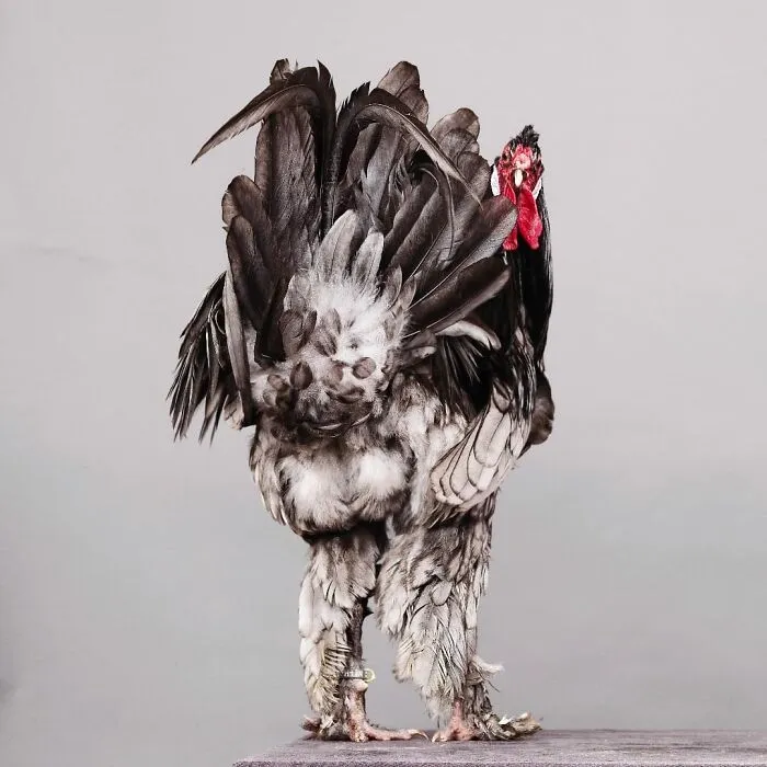 Here Are 15 Photos By This Artist That Reveal How Hens And Roosters Are Walking Pieces Of Art