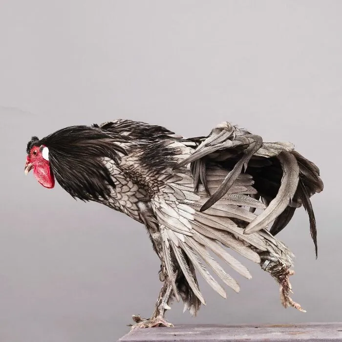 Here Are 15 Photos By This Artist That Reveal How Hens And Roosters Are Walking Pieces Of Art