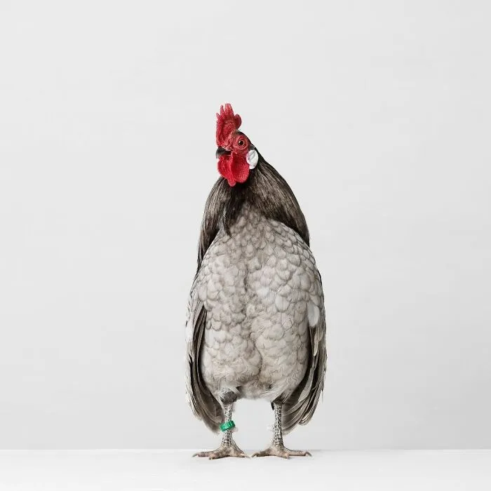 Here Are 15 Photos By This Artist That Reveal How Hens And Roosters Are Walking Pieces Of Art