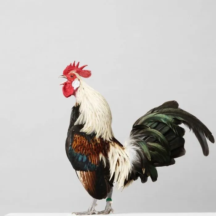 Here Are 15 Photos By This Artist That Reveal How Hens And Roosters Are Walking Pieces Of Art