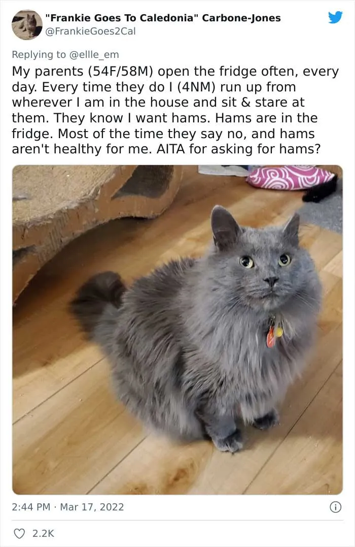 35 AITA Posts That Are Funny Because They Are Written From A Cat’s Perspective, Shared In This Twitter Thread
