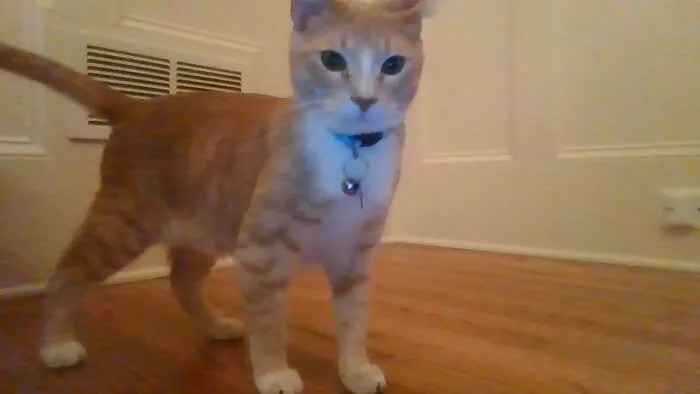 Dis Wittle Baby