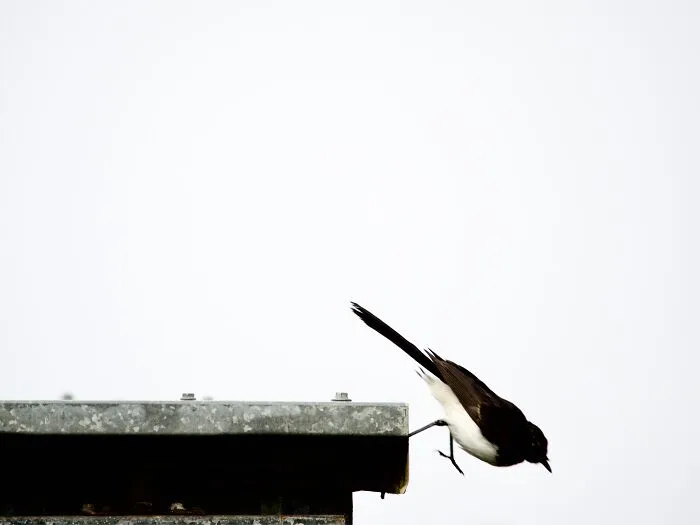 Willie Wagtail Takes A Dive!