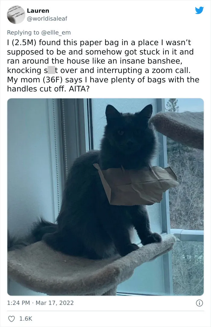 35 AITA Posts That Are Funny Because They Are Written From A Cat’s Perspective, Shared In This Twitter Thread