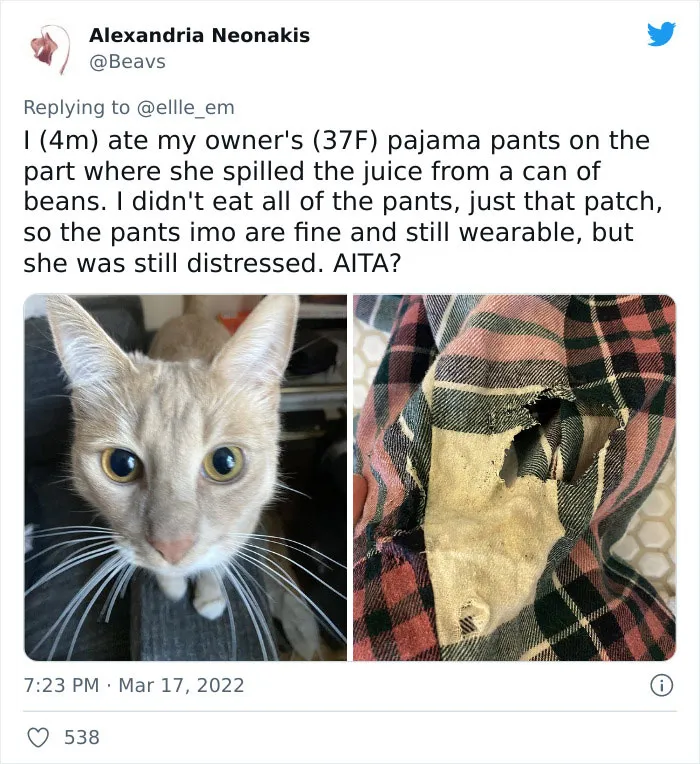 35 AITA Posts That Are Funny Because They Are Written From A Cat’s Perspective, Shared In This Twitter Thread
