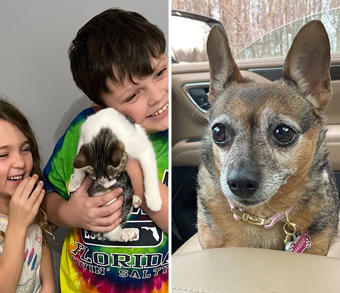 Fui a adoptar un gatito. Volví a casa con un chihuahua anciano con problemas renales, asma, artritis y malos gases (y un gatito)