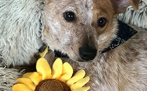 40 Soul-Healing Rescue Pet Pics To Make You Smile (March Edition)