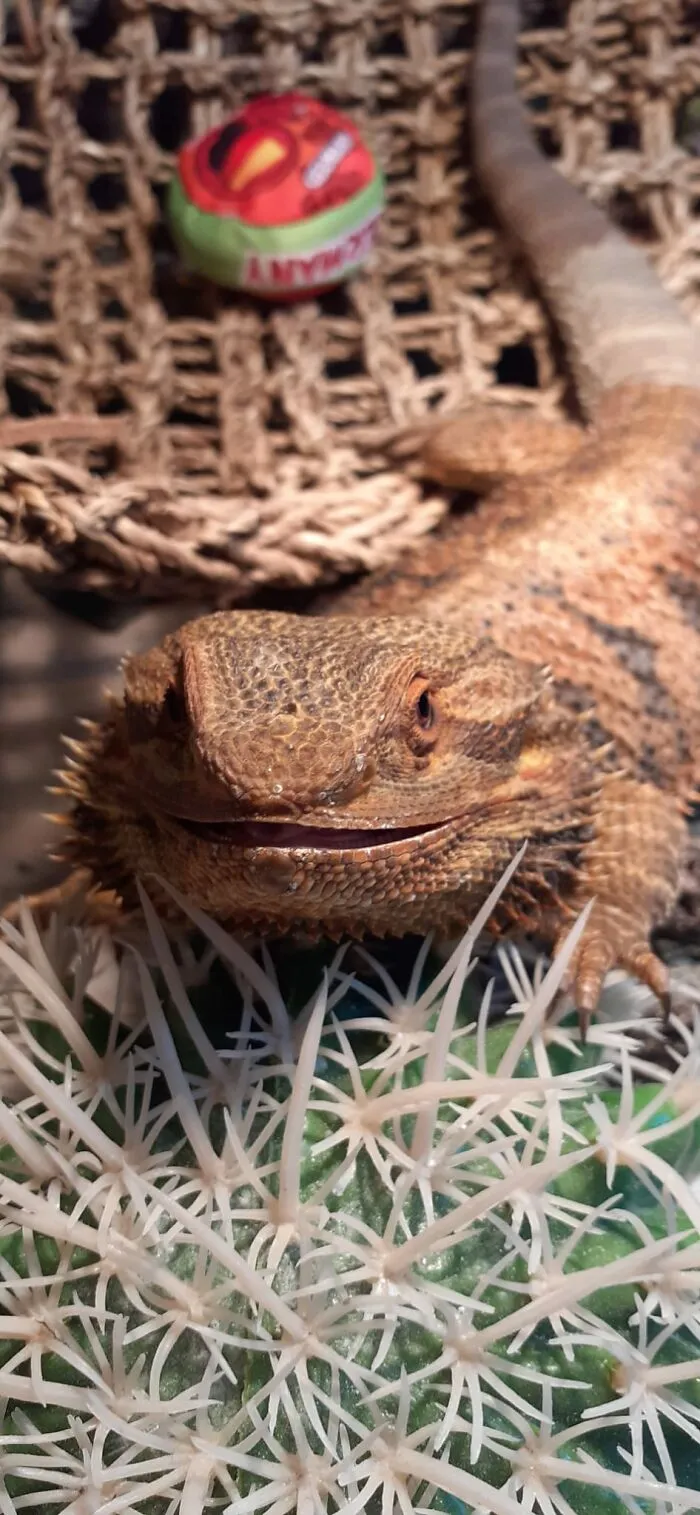 Happy Little Smaug