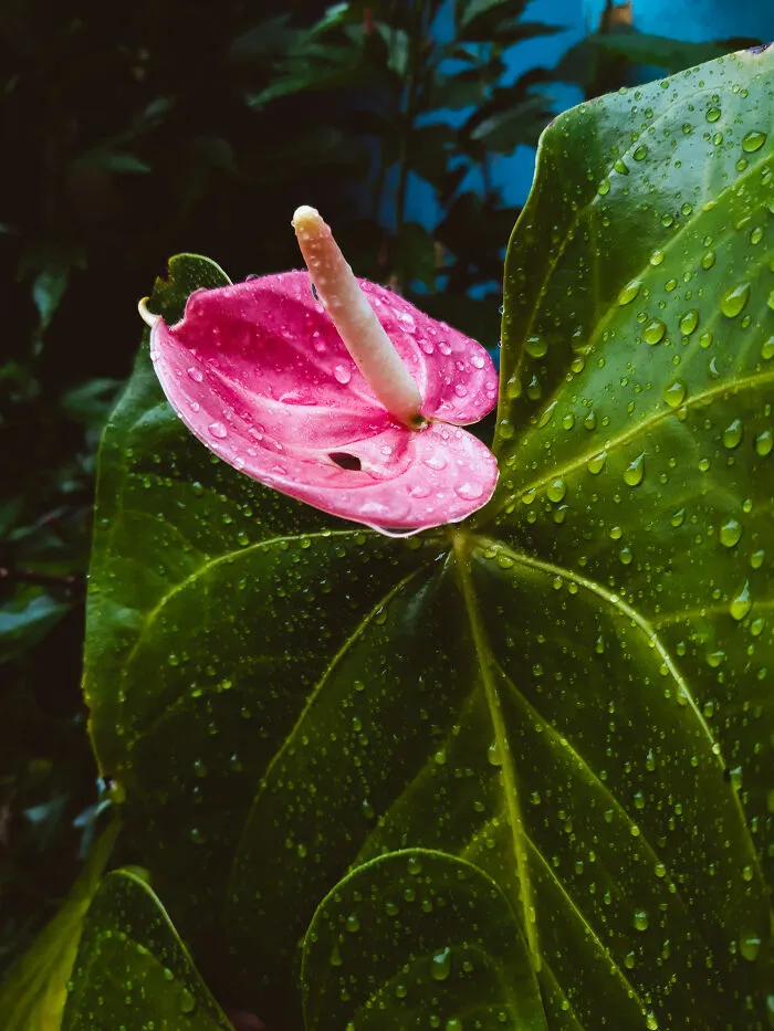 Here's The Oilcloth Flower Plant That We Planted In 2020 Lockdown