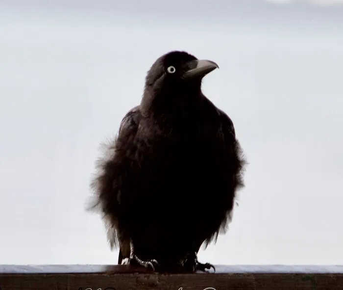 Raven, Perth, Western Australia