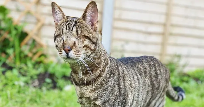 Love Is Blind: Cat From Greece Finds A Loving Home In Londoner's Home, Goes Viral On TikTok