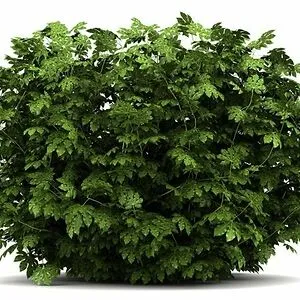 Im_Bush