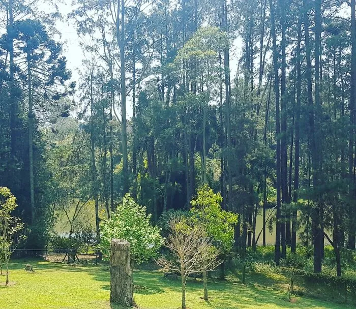 This View