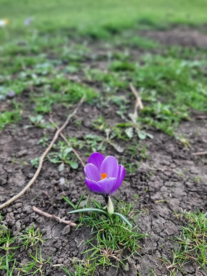 Signs Of Spring In The Park, North East England