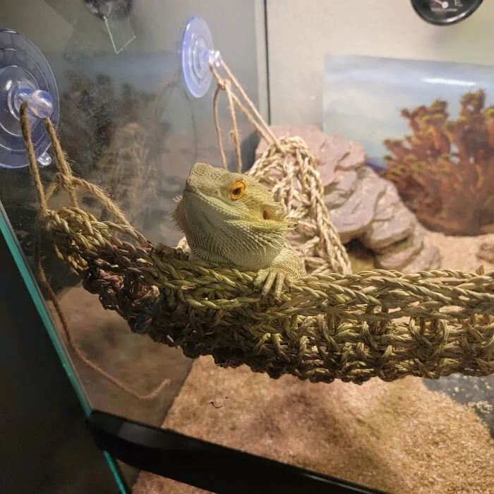 Reggie Chillin In His Hammock.