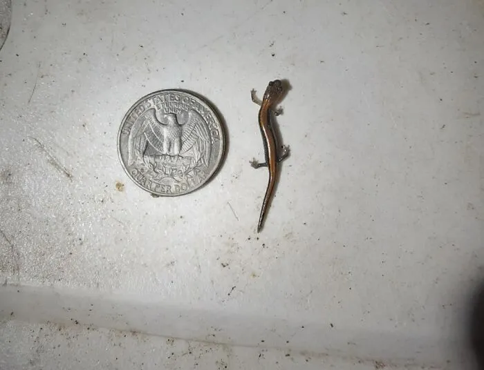 I Found This Little Guy Outside My House One Day