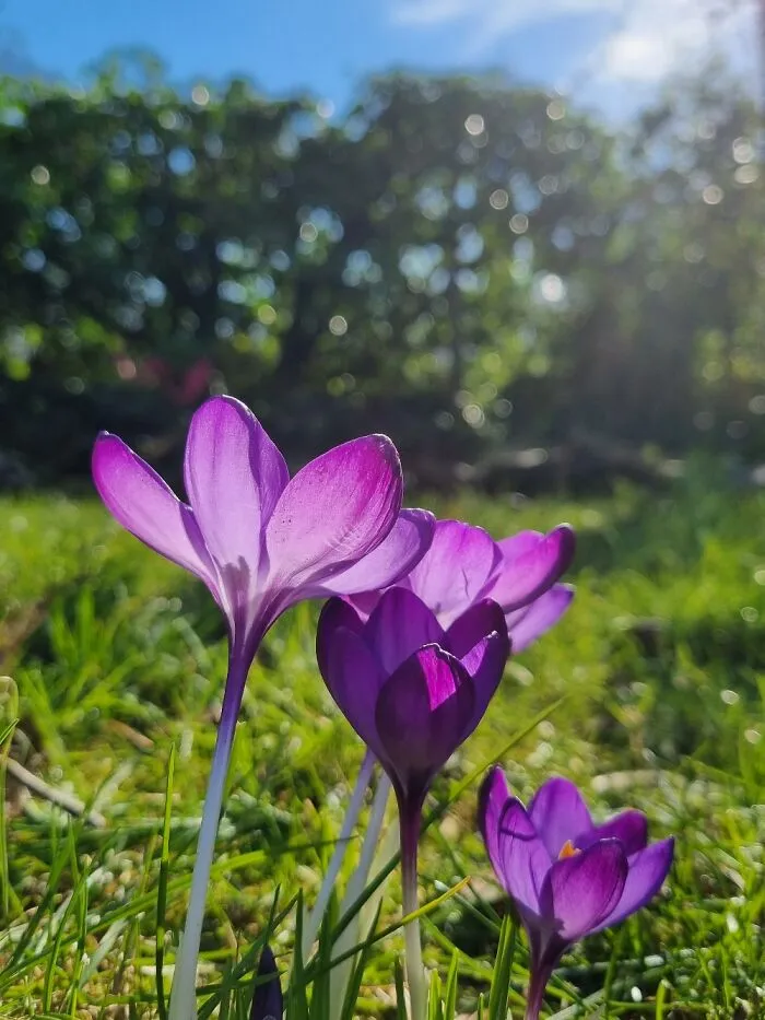 Spring In Amsterdam
