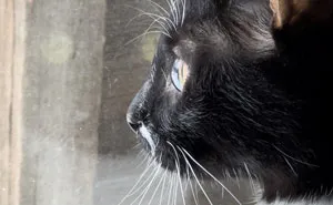 “Todo cambió cuando empezó la guerra”: Así se vive en un refugio antibombas de Kyiv cuando eres un gato
