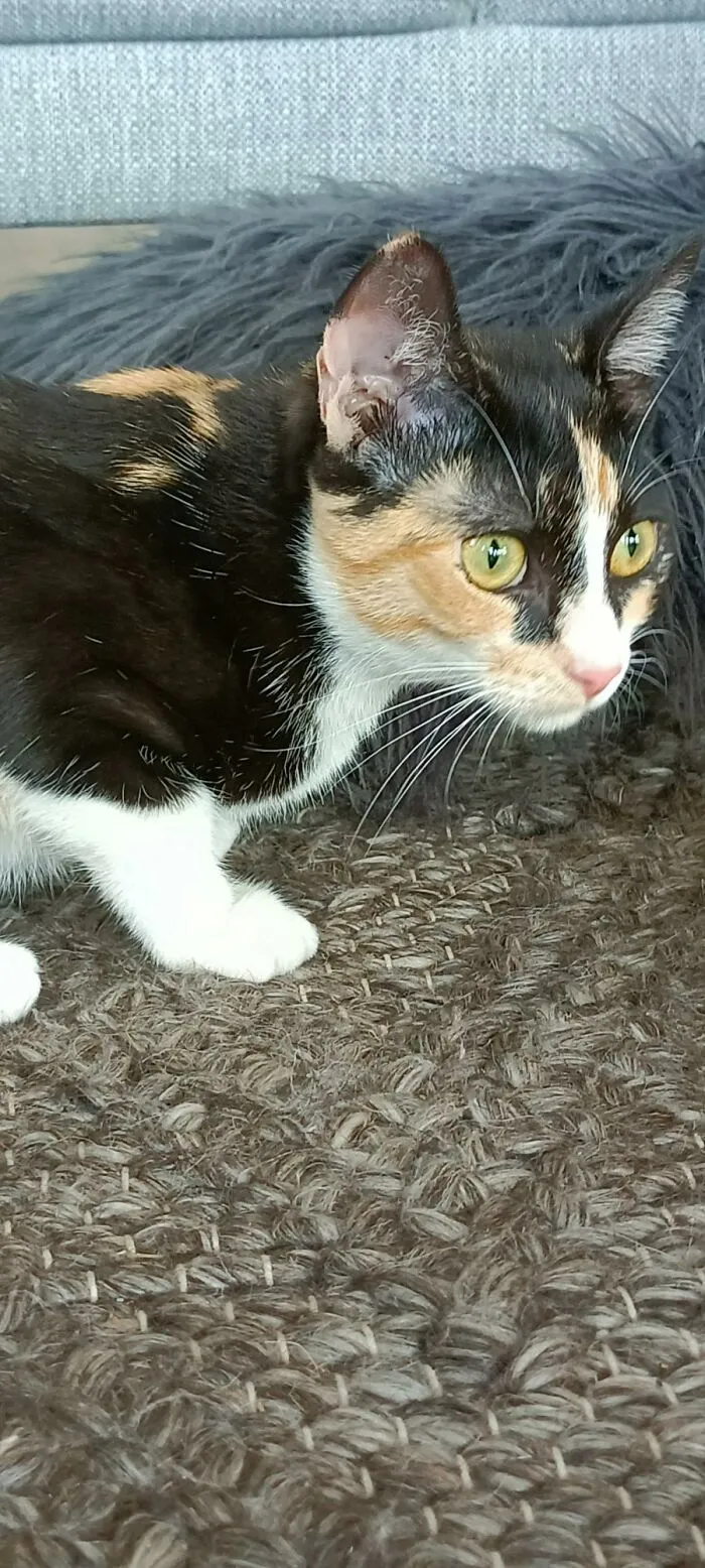 Technically A Christmas Present, But The Whole Family Agreed, So Meet Coco!