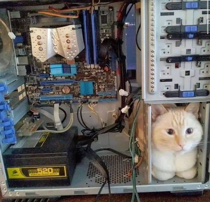 50 Gatos actuando tan raro que había que sacarles una foto