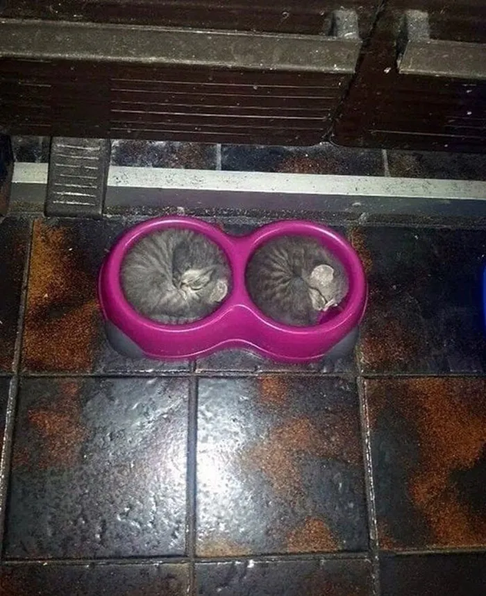 50 Gatos actuando tan raro que había que sacarles una foto