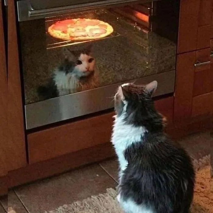 50 Gatos actuando tan raro que había que sacarles una foto