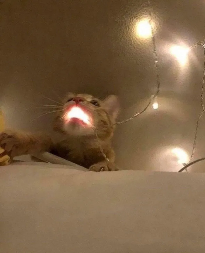 50 Gatos actuando tan raro que había que sacarles una foto