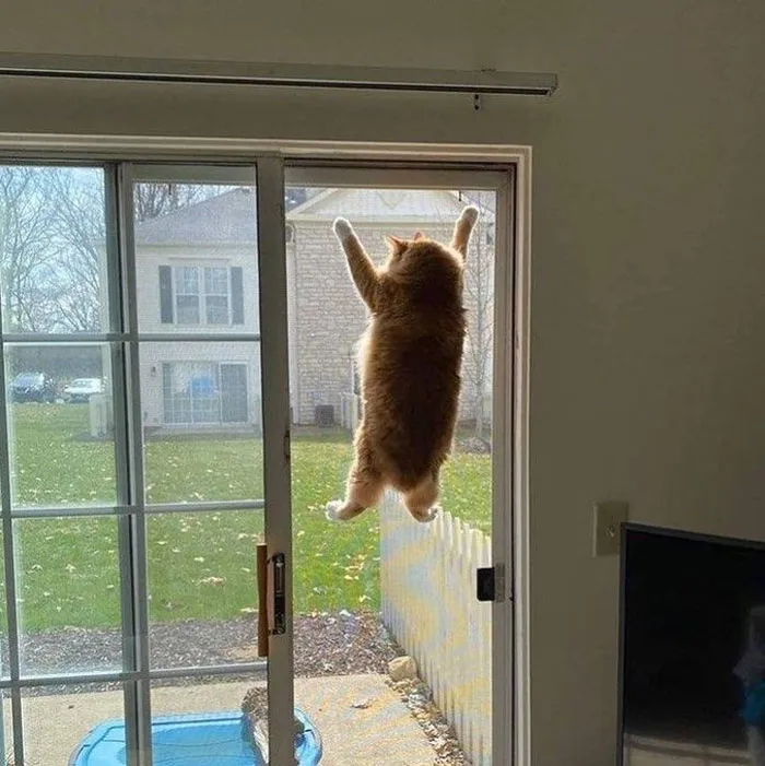50 Gatos actuando tan raro que había que sacarles una foto